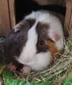 Max in his hidey websize.webp