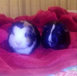 piggies.webp