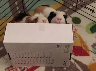 pigs.webp pigs.webp