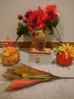 Guinea pig contest.webp