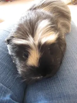Betsy Lap time.webp