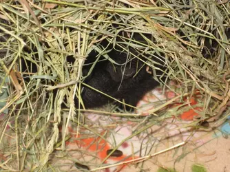 Meg hiding in hay 1.webp