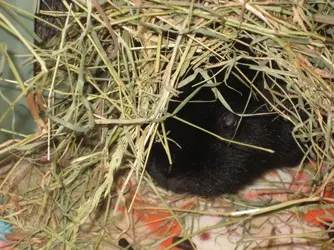 Meg hiding in hay 2.webp