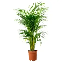 pg-areca-palm-800x800.webp