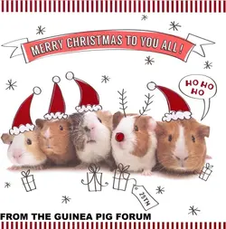 Piggy christmas.webp