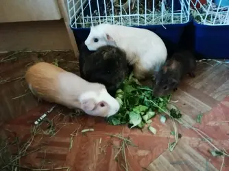 Guinea pig 239.webp