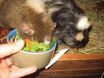 Guinea pigs and tomatoes best sale