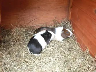 2010 Poppy and Bluebell 1.webp