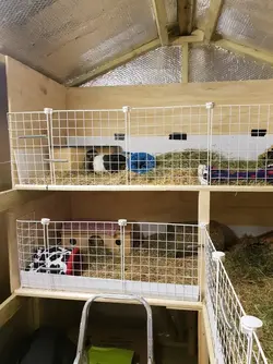 Cage 2.jpeg