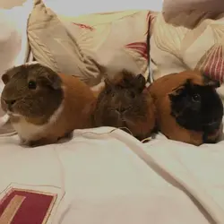 Piggy Trio.webp Piggy Trio.webp