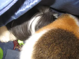 Piggy Napping 4.webp