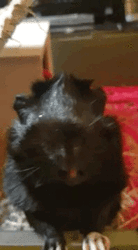 6AECF6D5-C49A-44D3-80B9-9488B0478390.gif