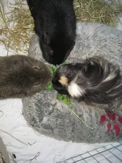 Betsy & Velvet Kissing.webp