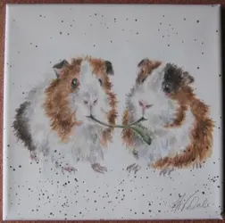Guinea Pig Picture.webp