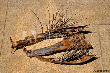 palm tree husk.webp