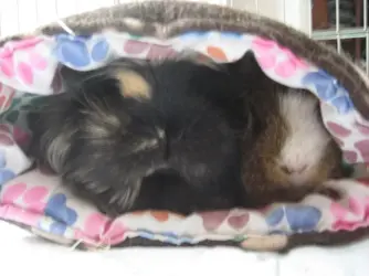 Betsy & Dennis in snuggle sack.webp