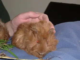 Pigs034144.webp