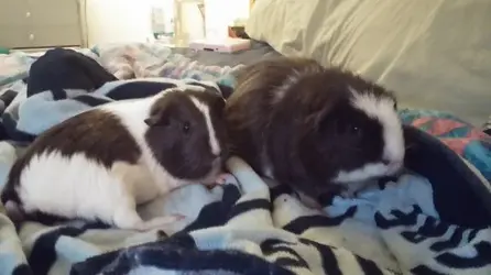 milli&luna.webp