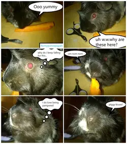 MyComic_635491093927391781.webp