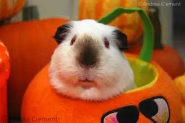 pumpkinlivvy.webp pumpkinlivvy.webp