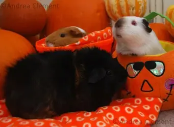 pumpkin girls.webp pumpkin girls.webp