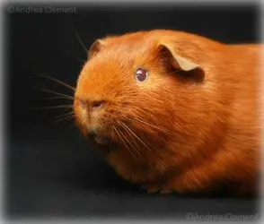 Bertie1a.webp
