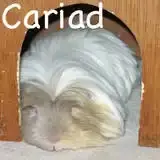 Cariad-avatar-02.webp