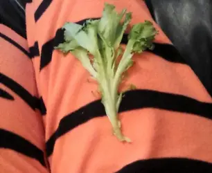 lettuce 1.webp