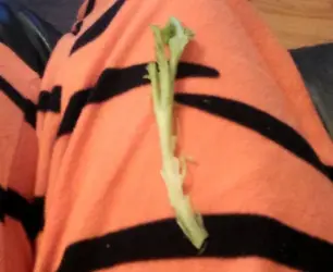 lettuce 2.webp