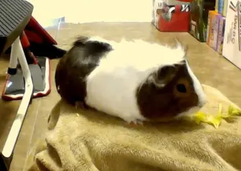 picture043.webp