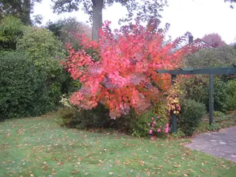 Smoke Bush 8 11 19.webp