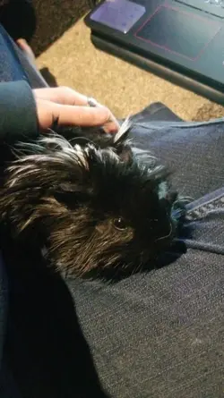 koda in lap.webp