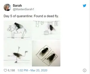 Corona Dead Fly.webp