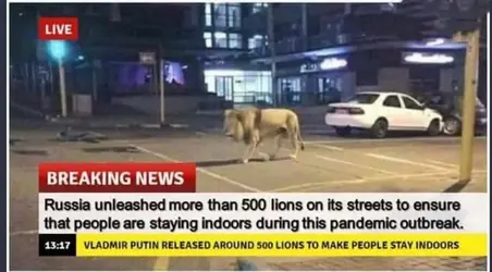 lions.webp
