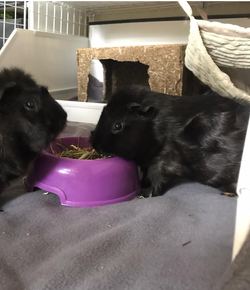 CF17AE96-4EDC-45F1-84FF-380DE357854B.webp