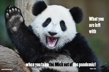 Panda (national zoo Kuala Lumpur)_edited-2.webp