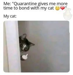 my cat.webp