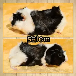 Salem1.webp