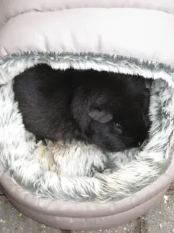 Meg Snuggly.webp