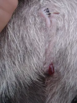 Scar Day 10.webp Scar Day 10.webp