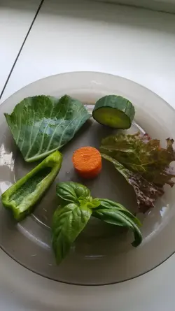 Guinea pig meal.jpg