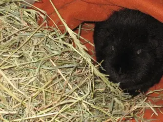 Meg in bag eating hay.webp