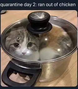 cat in a pot.webp