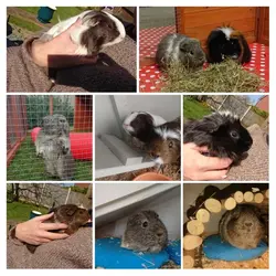 20200421_101621-COLLAGE.webp