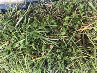 grass 1.webp
