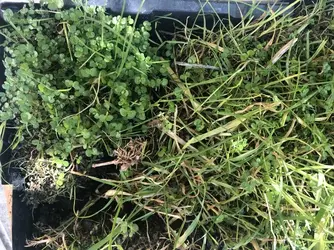 grass.webp