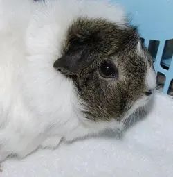 My Guinea Pigs (58).webp
