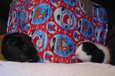Ingrid & Sweet Pea 1.webp Ingrid & Sweet Pea 1.webp