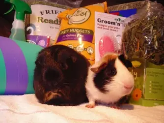 Ingrid & Sweet Pea 2.webp