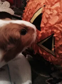 FullSizeRender (1).webp